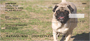 Pugs At The Park Personal Checks
