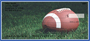Blue & White Football Team Personal Checks