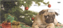 Christmas Dogs Personal Checks