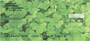 More Clovers Personal Checks