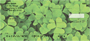 More Clovers Personal Checks