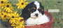 Cocker Spaniel Puppies Personal Checks