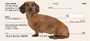 Dachshunds Personal Checks
