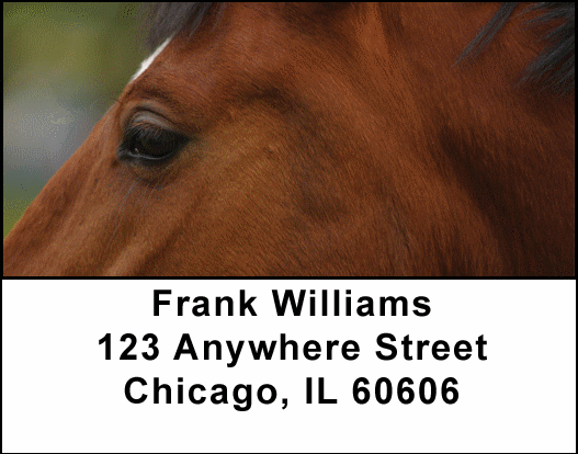 Horses Seeing Eye to Eye Address Labels