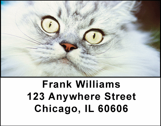 My Point of View Address Labels