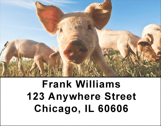 Down on the Farm Pigs Address Labels