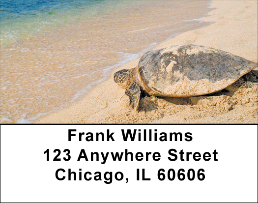 Sea Turtles Address Labels