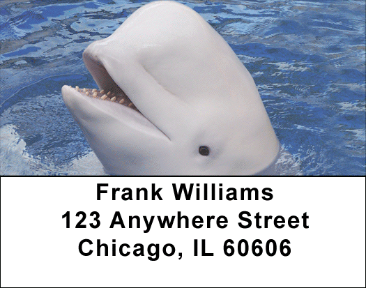 Beluga Address Labels