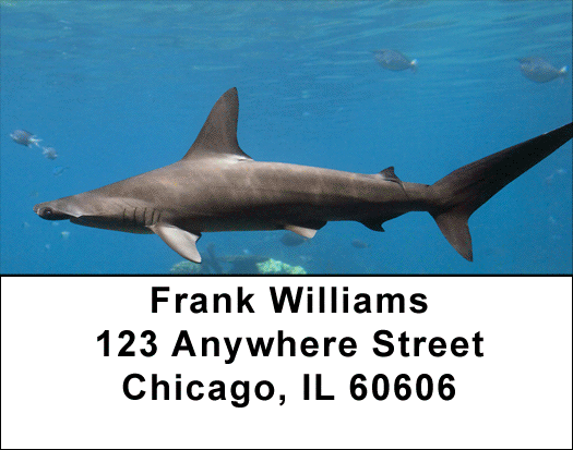 Shark Infested Waters Address Labels