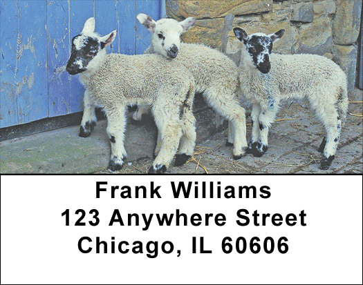 Lambs Address Labels