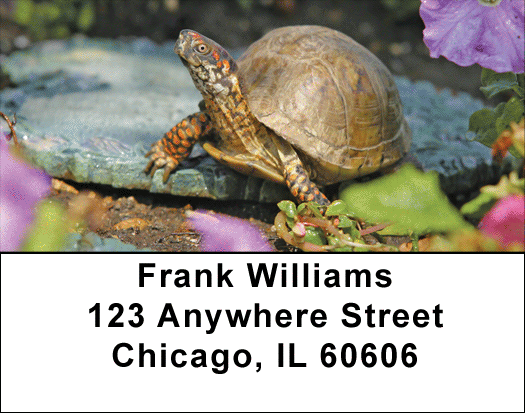 Box Turtles Address Labels