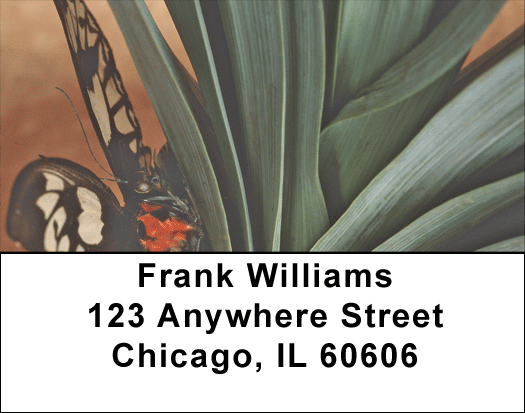 Terracotta Butterfly Address Labels