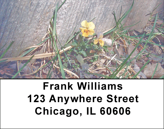 Violas Address Labels