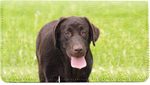 Chocolate Labs Leather Checkbook Cover