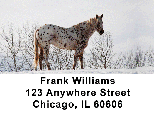 Appaloosa Address Labels