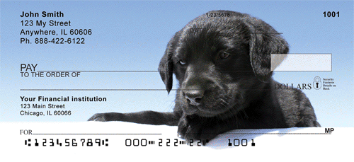 Black Labrador Retriever Puppy Checks