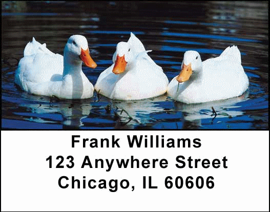 Ducks Address Labels