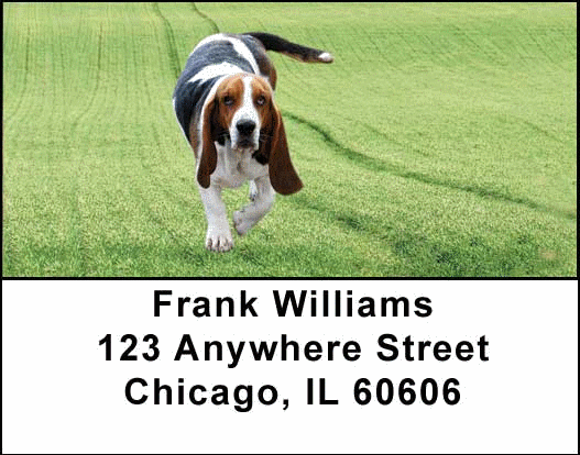 Basset Hounds Address Labels