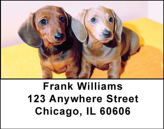 Dachshund Puppies Address Labels