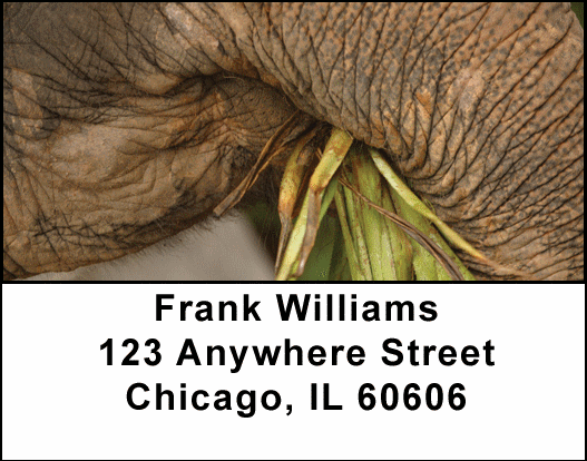 Elephants Up Close and Personal Address Labels