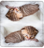Sleepy Kittens Leather Cover | CDP-ANI018