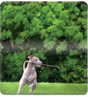 Pit Bull Pals Leather Cover | CDP-DOG119