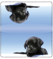 Black Lab Puppies Leather Cover | CDP-DOG53