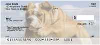 Romping English Bulldogs  Personal Checks | DOG-65