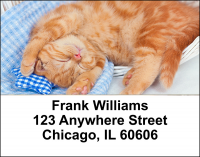 Cute Kittens Address Labels | LBANI-06R