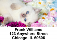 Cute Kittens Address Labels | LBANI-06R