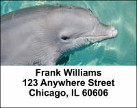 Dolphins Address Labels | LBANI-19