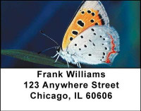 More Butterflies in Nature Address Labels | LBANI-51