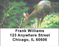 Deer in Four Seasons Address Labels | LBANI-59