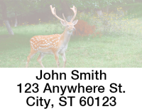 Deer in the Wild Address Labels  | LBANIC-55