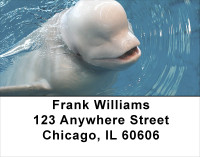 Beluga Address Labels | LBANJ-14