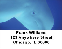 Beluga Address Labels | LBANJ-14
