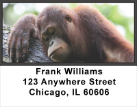Orangutan Address Labels | LBANJ-42