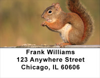 Squirrel Time Address Labels | LBANJ-74