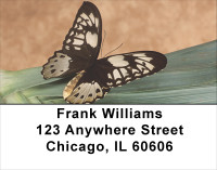 Terracotta Butterfly Address Labels | LBANK-08