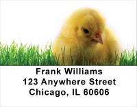 Spring Chicks Address Labels | LBANK-13
