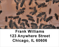 Honey Bees Address Labels | LBANK-17