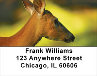 Deer Closeups Address Labels | LBANK-31