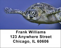 Sea Turtles Under Water Address Labels