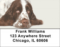 More English Spaniels Address Labels | LBDOG-101