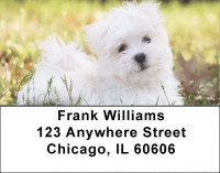 Maltese Address Labels | LBDOG-103