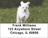 Mini Poodle Address Labels