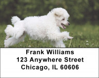 Mini Poodle Address Labels | LBDOG-104