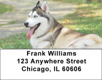 Siberian Husky Address Labels | LBDOG-110