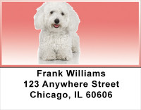 Adorable Bichons Address Labels | LBDOG-31