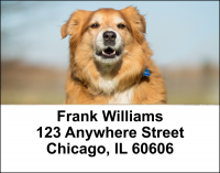 Golden Retriever Address Labels | LBDOG-39